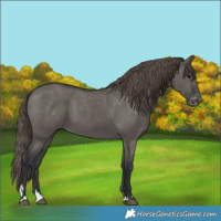 Horse Color:Grullo Appaloosa 