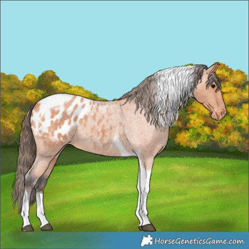 Horse Color:Bay Roan Tobiano Appaloosa 
