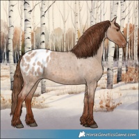Horse Color:Red Dun Roan Blanket 