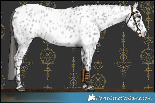 Horse Color:Blue Roan Splash Appaloosa