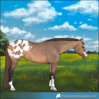 Horse Color:Bay Dun Blanket 