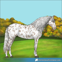 Horse Color:Silver Grullo Near Leopard