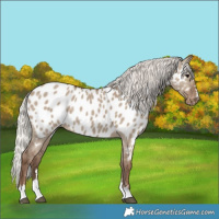 Horse Color:Silver Grullo Appaloosa 