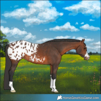 Horse Color:Brown Appaloosa 