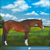 Horse Color:Bay Appaloosa 
