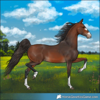 Horse Color:Bay Varnish 