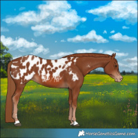 Horse Color:Chestnut Near Leopard 
