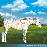 Horse Color:Buckskin Appaloosa 
