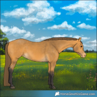 Horse Color:Buckskin Varnish 