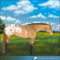 Horse Color:Buckskin Blanket 