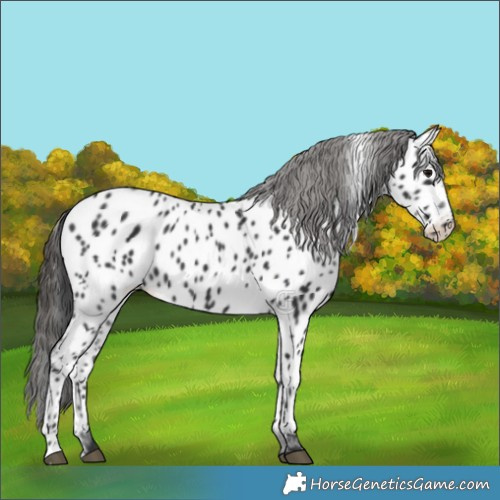 Horse Color:Black Appaloosa 