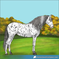 Horse Color:Black Appaloosa