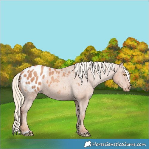 Horse Color:Gold Champagne Appaloosa 