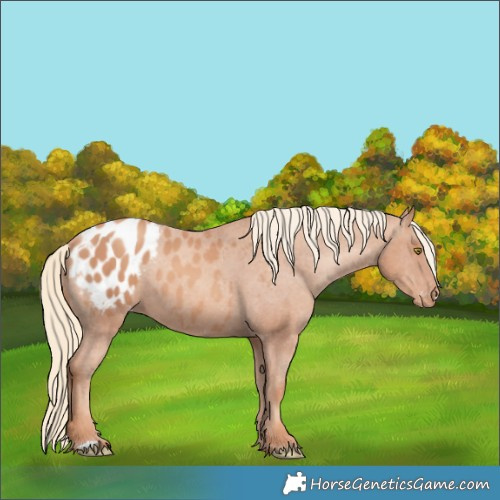 Horse Color:Gold Champagne Appaloosa
