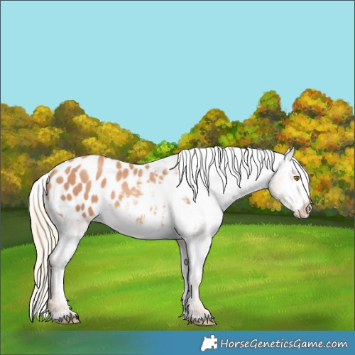 Horse Color:Gold Champagne Blanket 