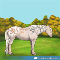 Horse Color:Gold Champagne Appaloosa