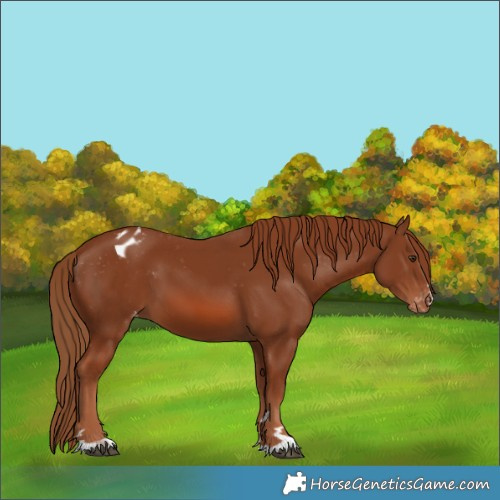 Horse Color:Chestnut Blanket 