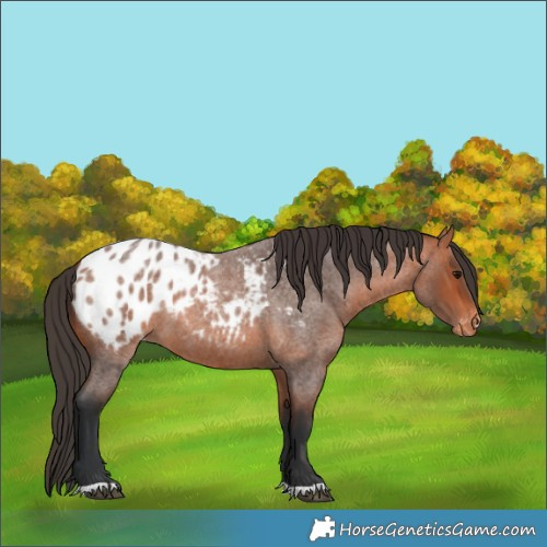 Horse Color:Bay Roan Appaloosa 