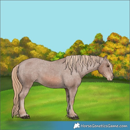 Horse Color:Chestnut Appaloosa 
