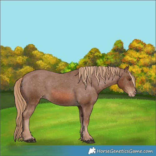 Horse Color:Chestnut Appaloosa