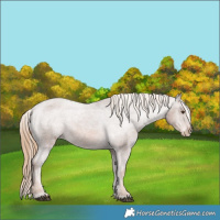 Horse Color:Chestnut Appaloosa 
