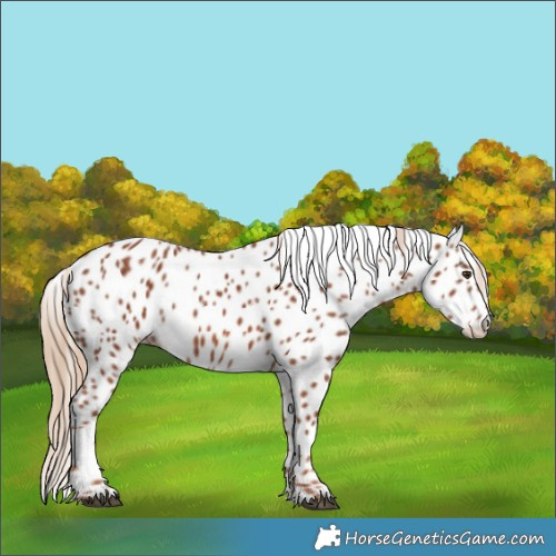 Horse Color:Chestnut Appaloosa 
