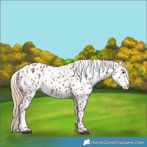 Horse Color:Chestnut Appaloosa 