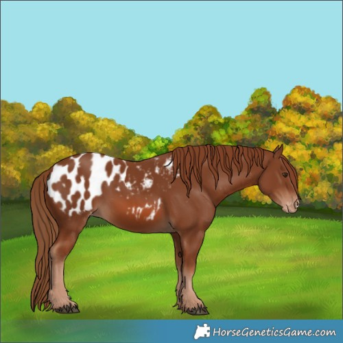 Horse Color:Chestnut Blanket 