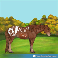 Horse Color:Chestnut Appaloosa
