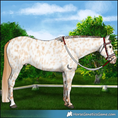 Horse Color:Red Dun Leopard  and Red Dun Leopard Rabicano 