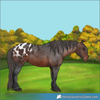 Horse Color:Brown Appaloosa 