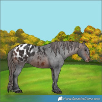 Horse Color:Brown Appaloosa 