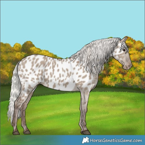 Horse Color:Silver Grullo Appaloosa