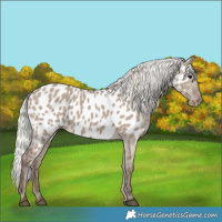 Horse Color:Silver Grullo Near Leopard 