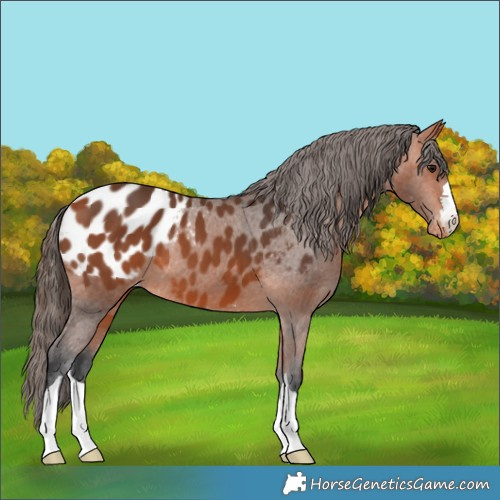 Horse Color:Bay Appaloosa 