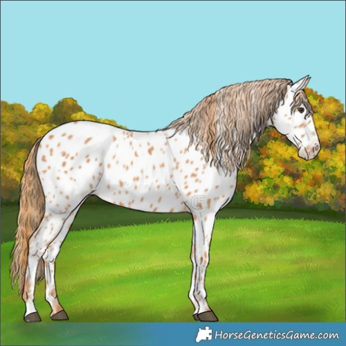 Horse Color:Chestnut Appaloosa