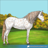 Horse Color:Chestnut Near Leopard 