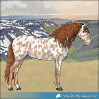 Horse Color:Red Dun Appaloosa 
