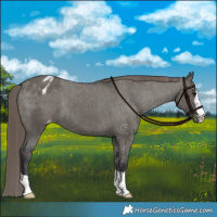 Horse Color:Grullo Appaloosa Brindle 