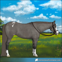 Horse Color:Grullo Varnish Brindle 