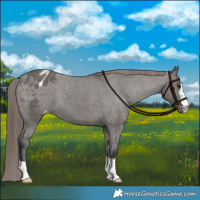 Horse Color:Grullo Appaloosa Brindle 