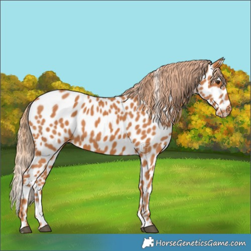 Horse Color:Chestnut Appaloosa