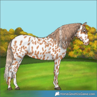 Horse Color:Chestnut Appaloosa