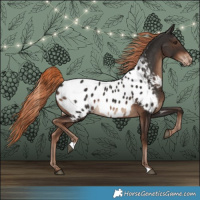 Horse Color:Liver Chestnut Near Leopard 