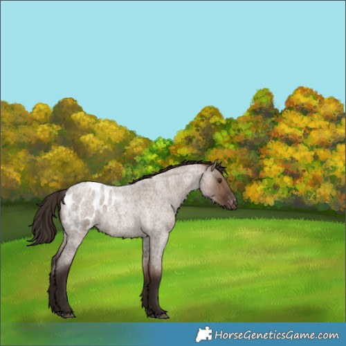 Horse Color:Liver Red Dun Roan Blanket Rabicano 