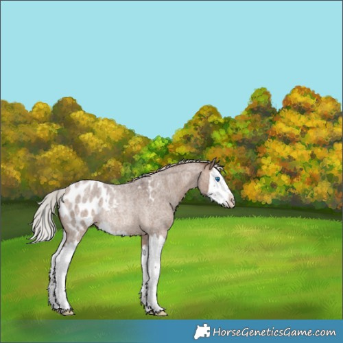 Horse Color:Silver Brown Roan Dun Splash Blanket Rabicano 