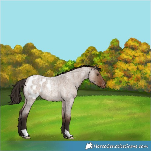 Horse Color:Liver Red Dun Roan Blanket Rabicano 