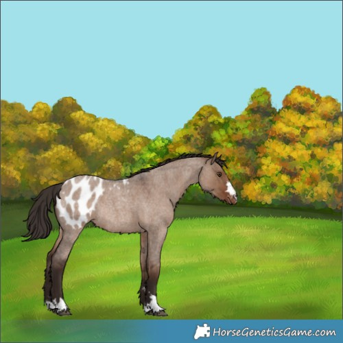 Horse Color:Liver Red Dun Roan Appaloosa Rabicano 