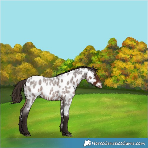 Horse Color:Liver Red Roan Near Leopard 