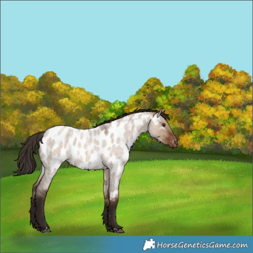 Horse Color:Liver Red Dun Roan Near Leopard 